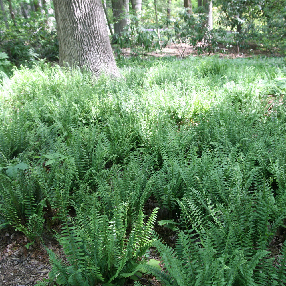 Fern, Christmas #1