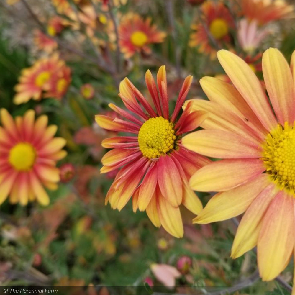 Chrysanthemum 'Campfire Glow' #1