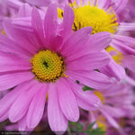 Load image into Gallery viewer, Chrysanthemum &#39;Raspberry Sorbet&#39;