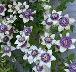 Load image into Gallery viewer, Clematis, Viennetta #2
