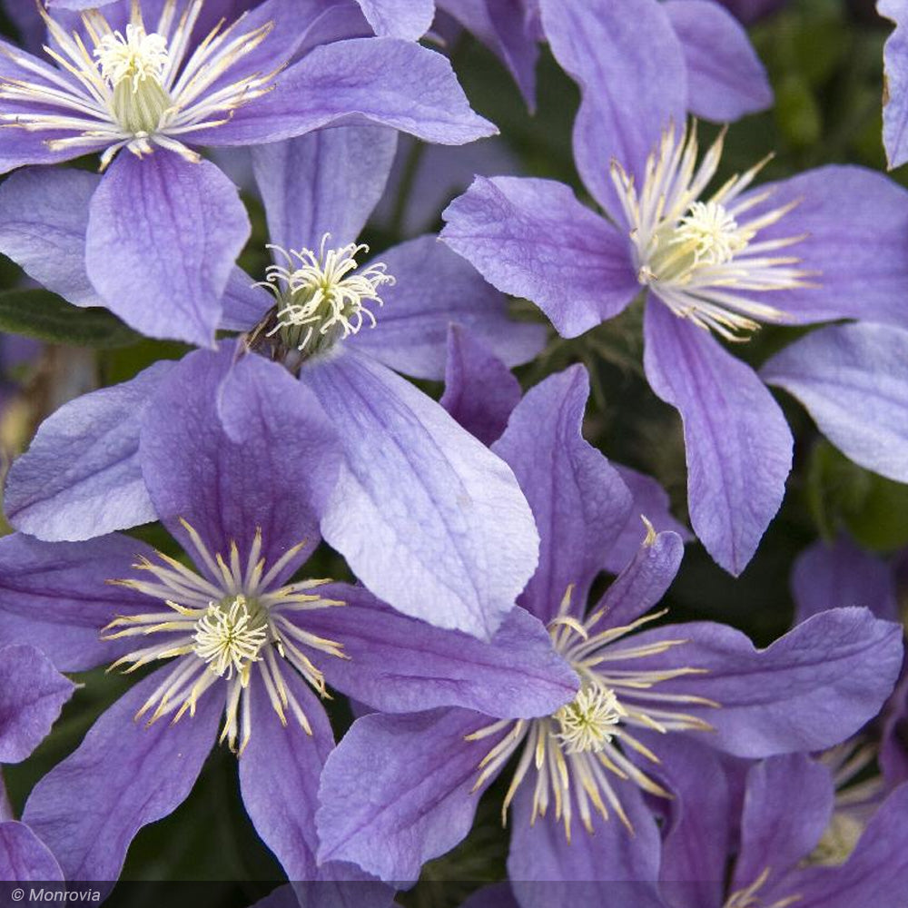 Clematis, Arabella #1