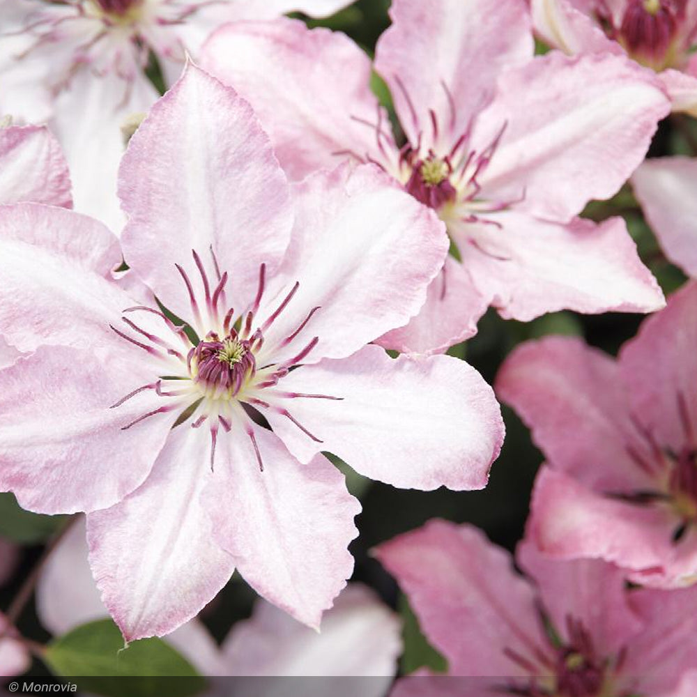 Clematis, Boulevard Sarah Elizabeth #2