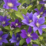 Load image into Gallery viewer, Clematis, Boulevard Olympia #2
