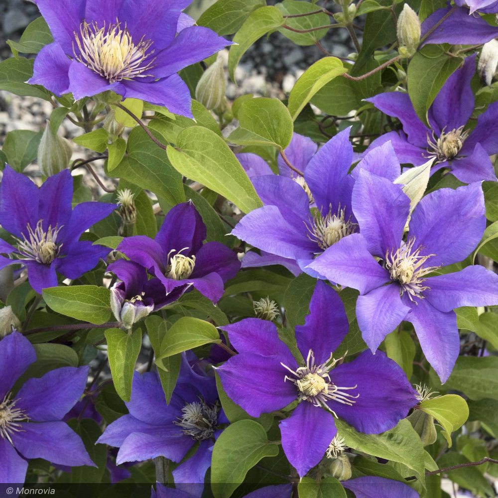 Clematis, Boulevard Olympia #2