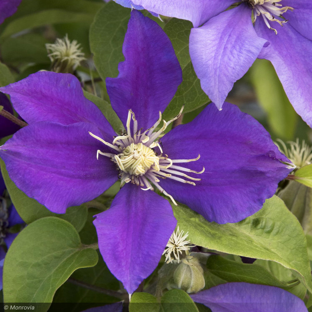 Clematis, Boulevard Olympia #2