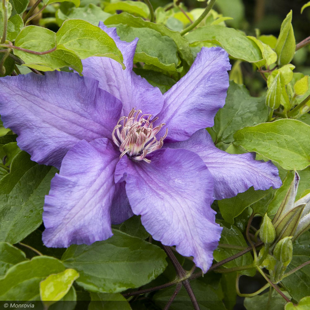 Clematis, Boulevard Sacha #2