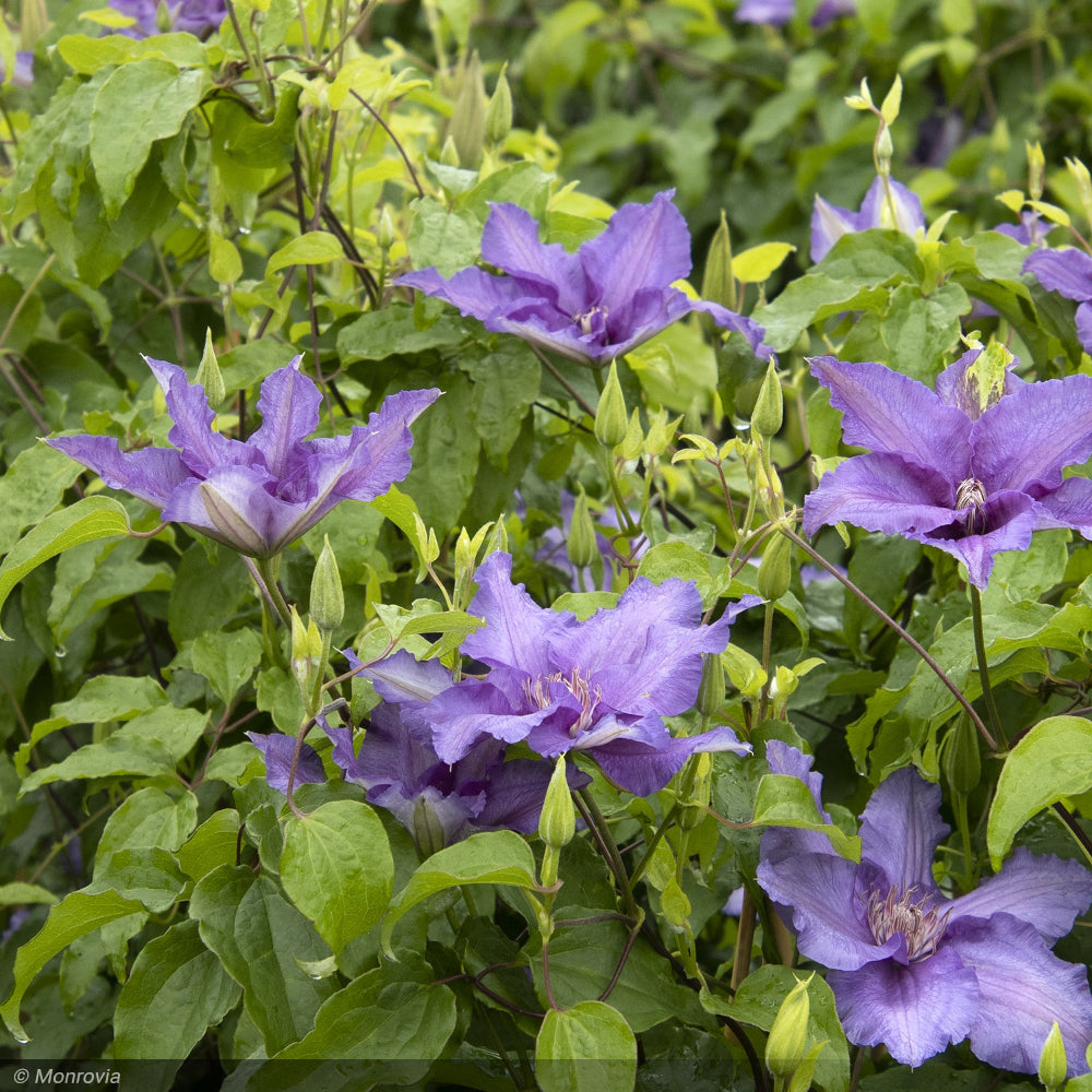 Clematis, Boulevard Sacha #2