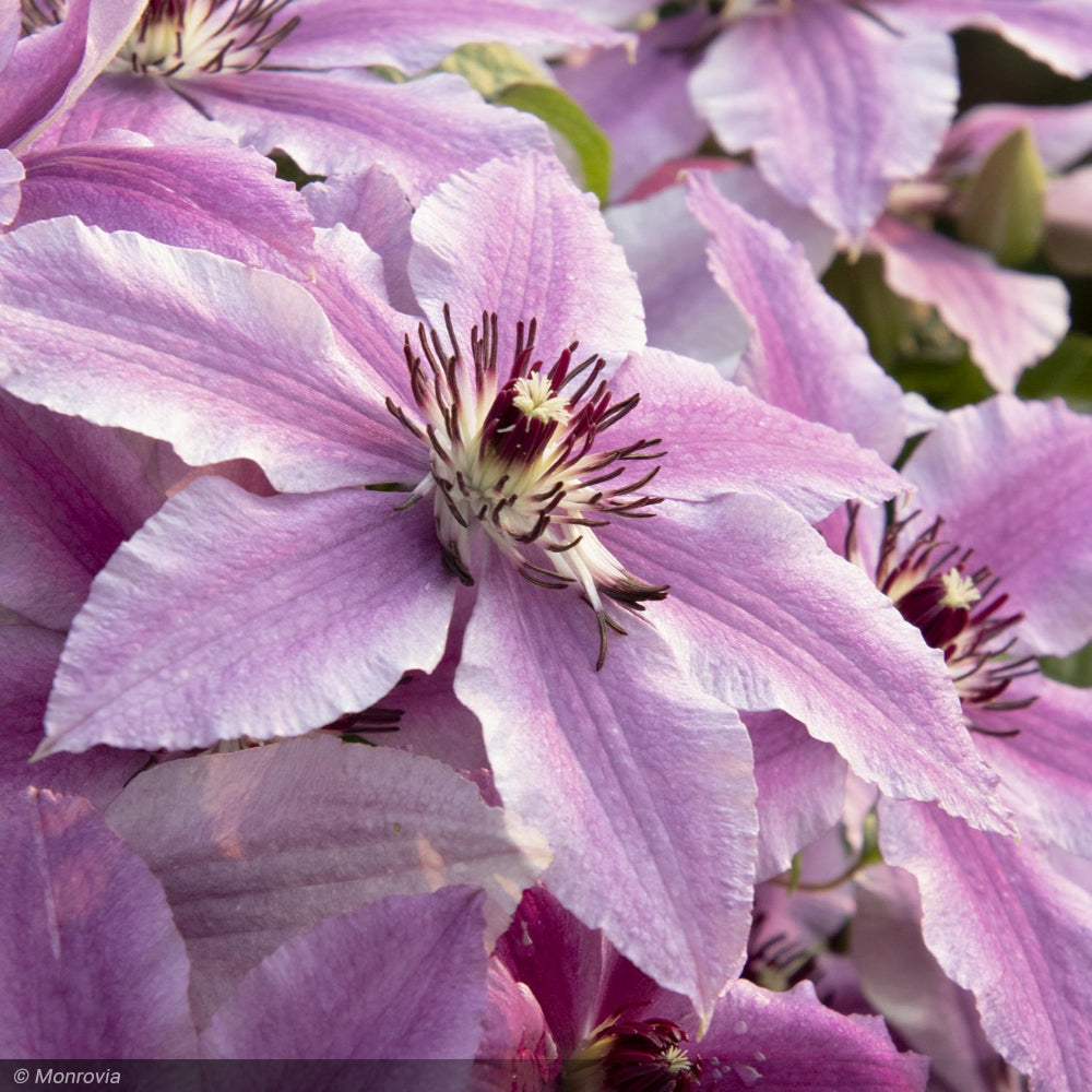 Clematis, Boulevard Cherokee #2