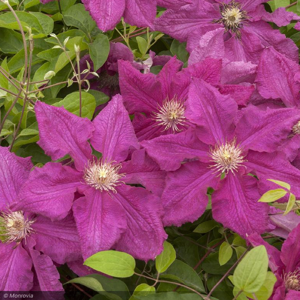 Clematis, Ernest Markham #5