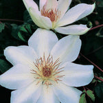 Load image into Gallery viewer, Clematis, Henry II #1