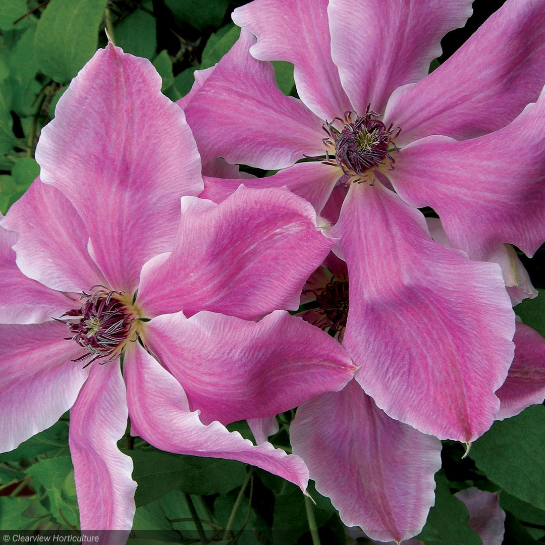 Clematis, Vancouver Mystic Gem #2