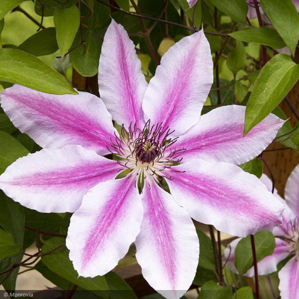 Clematis, Nellie Moser #2