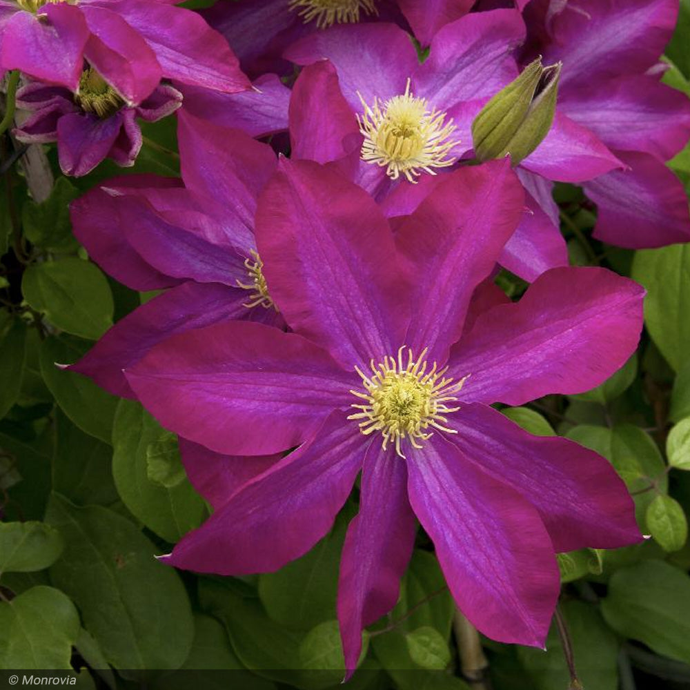 Clematis, Pink Champagne #1