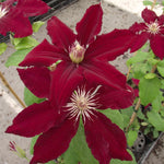 Load image into Gallery viewer, Clematis, Rebecca #1
