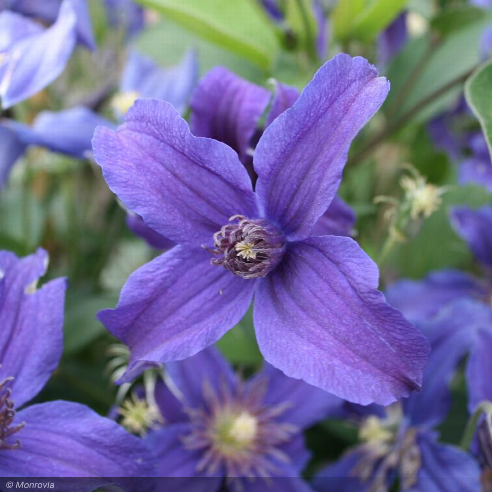 Clematis, Sapphire Indigo #2