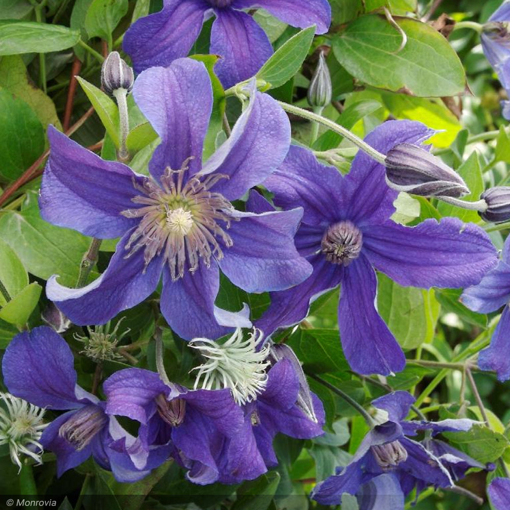 Clematis, Sapphire Indigo #2 – Greenwood Creek Nursery