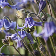Clematis, Stand By Me #1