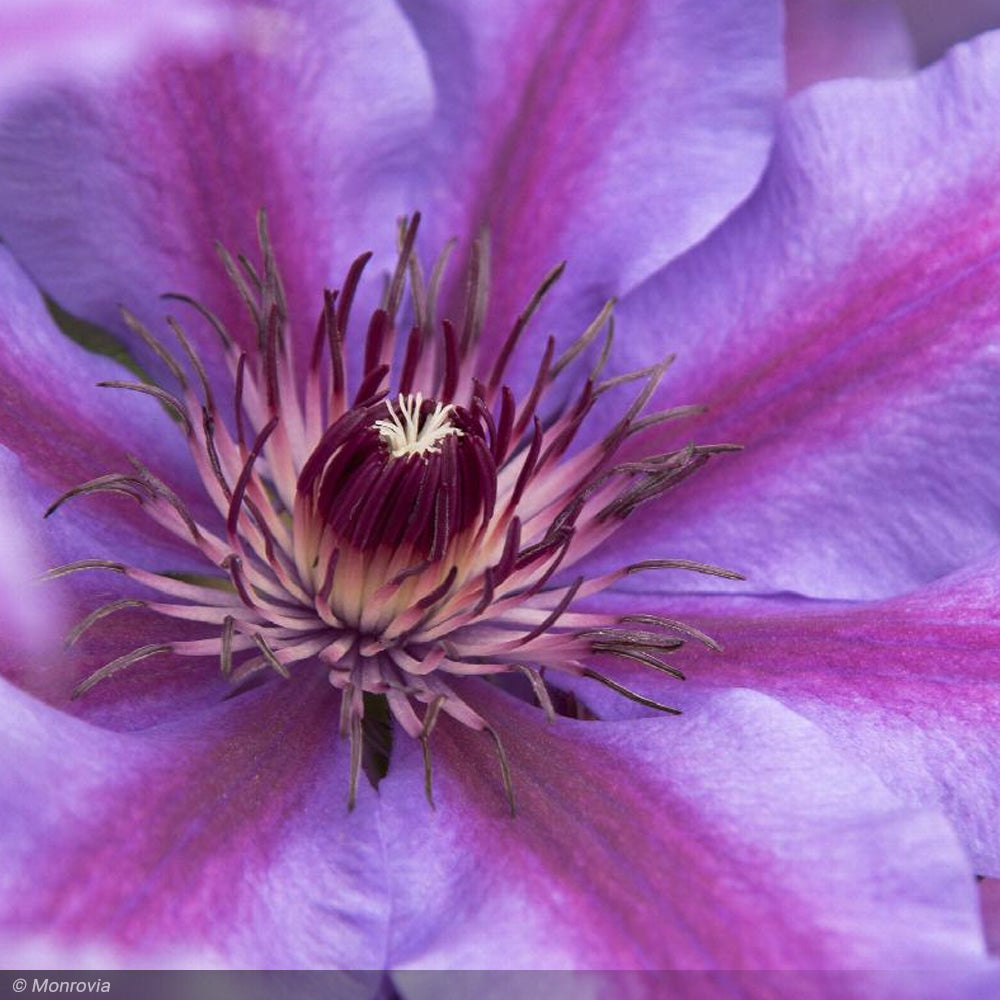 Clematis, Starry Nights #2