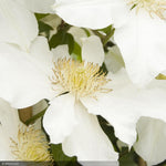 Load image into Gallery viewer, Clematis, Toki #2
