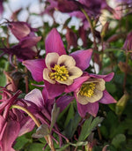 Load image into Gallery viewer, Columbine, Earlybird Purple White #1