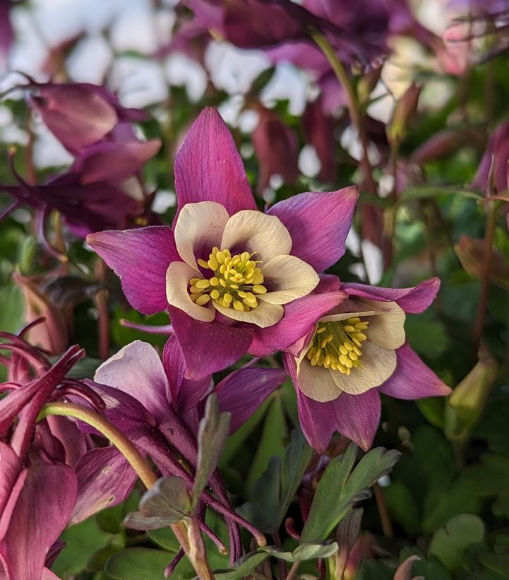 Columbine, Earlybird Purple White #1