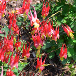 Load image into Gallery viewer, Columbine, Little Lanterns Qt