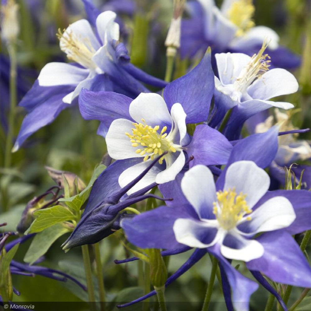 Columbine Kirigami Deep Blue & White #1