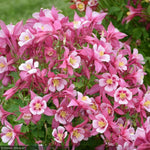 Load image into Gallery viewer, Columbine Kirigami Rose Pink #1

