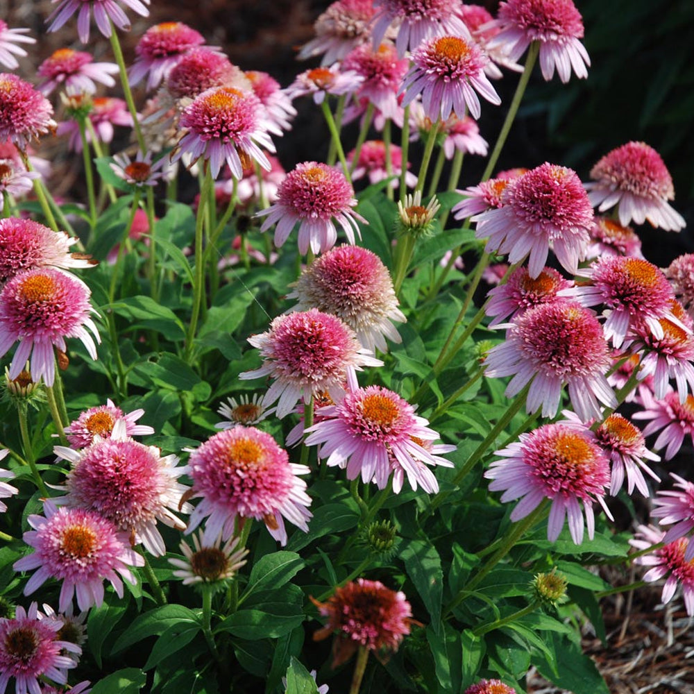 Coneflower, Butterfly Kisses #1