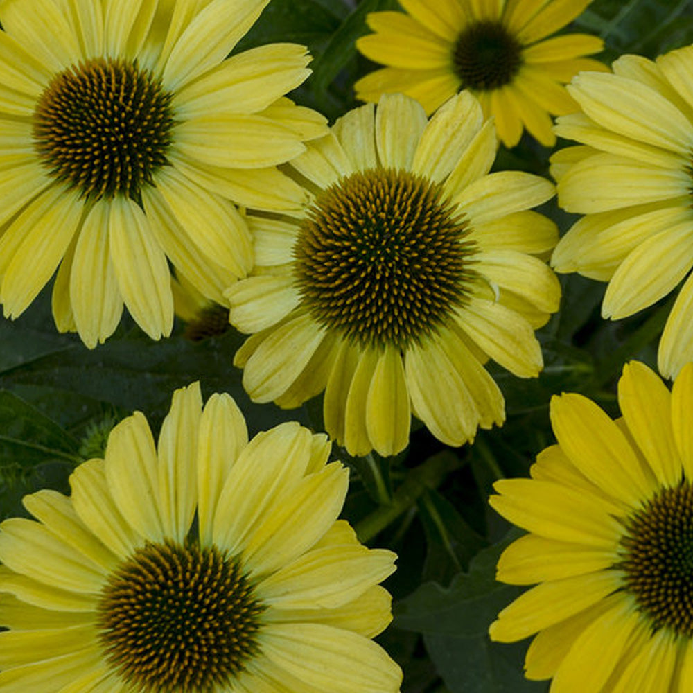 Coneflower, Eye-Catcher Canary Feathers #1