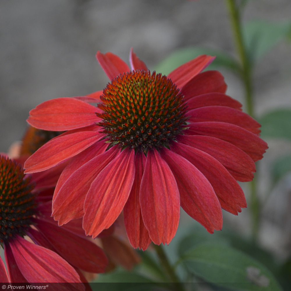 Coneflower, Color Coded Frankly Scarlet #1