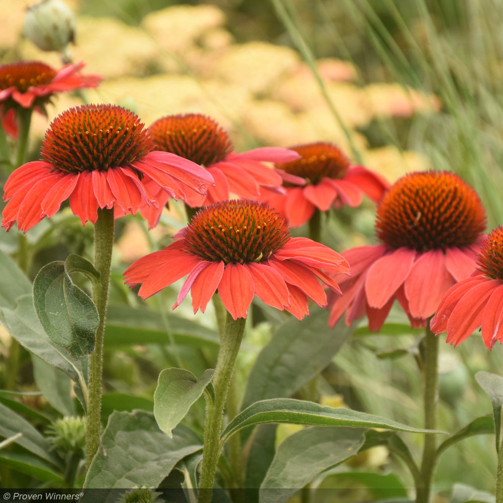 Coneflower, Color Coded Frankly Scarlet #1