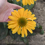 Load image into Gallery viewer, Coneflower, Color Coded One in a Melon #1

