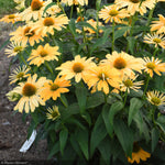 Load image into Gallery viewer, Coneflower, Color Coded One in a Melon #1
