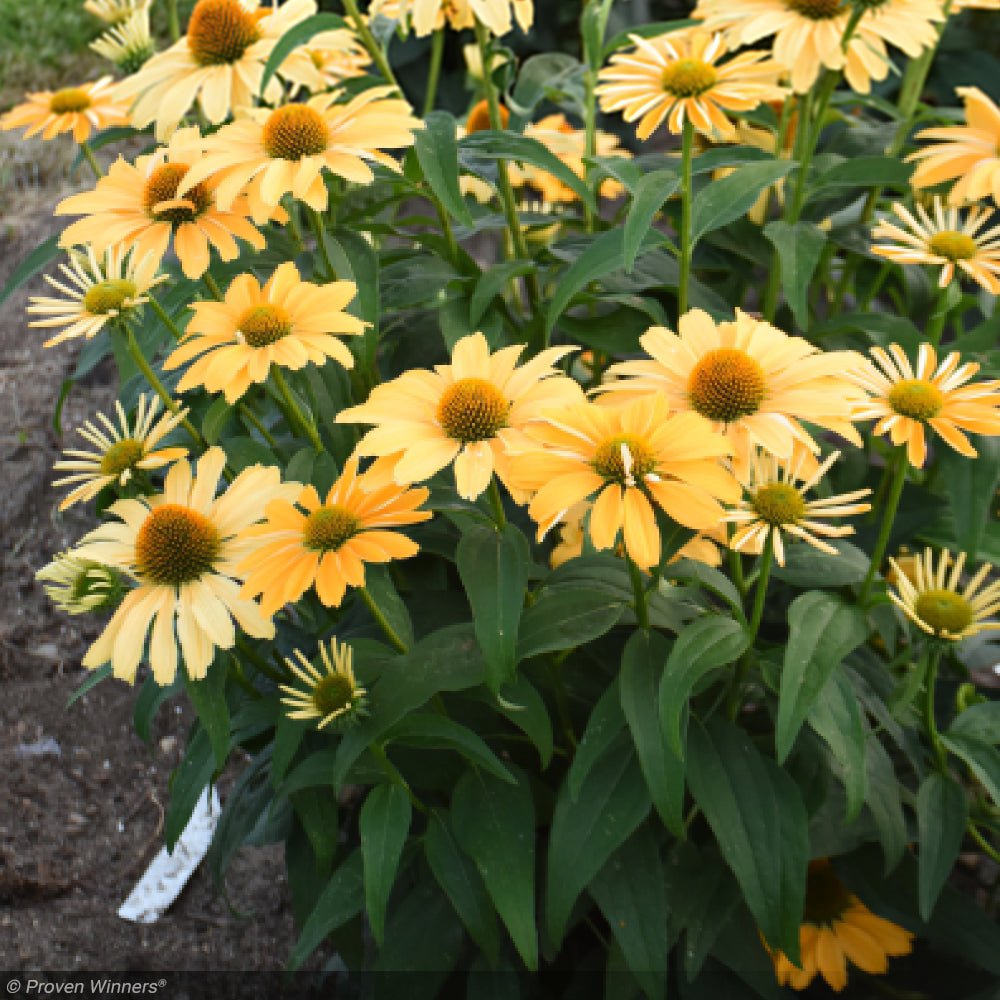Coneflower, Color Coded One in a Melon #1