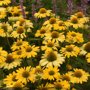 Coneflower, Color Coded Yellow My Darling #1
