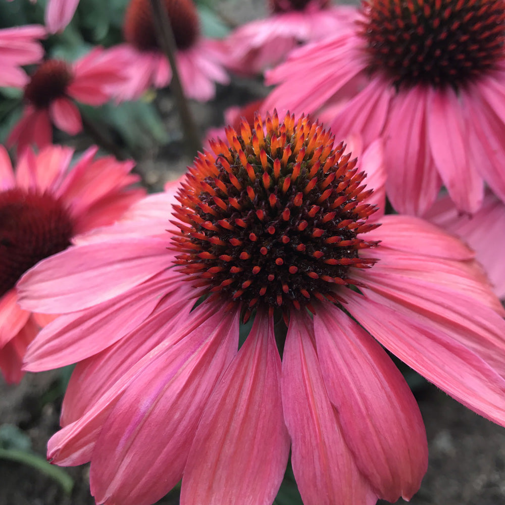 Coneflower, Eye-Catcher Coral Craze #1