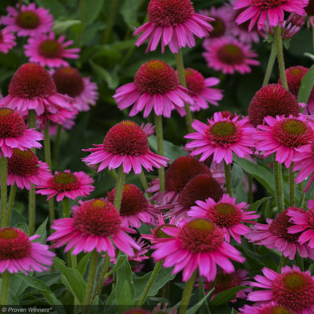 Coneflower, Delicious Candy #3