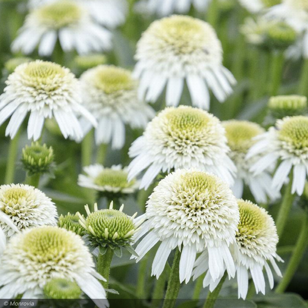 Coneflower, Delicious Nougat #3