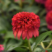 Coneflower, Double Scoop Deluxe Raspberry #1