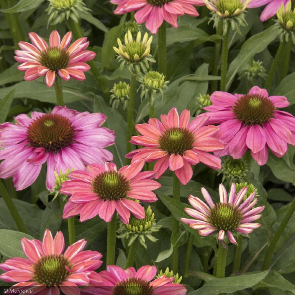 Coneflower, Evolution Colorific #3