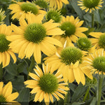 Load image into Gallery viewer, Coneflower, Evolution Embers Sparks #1
