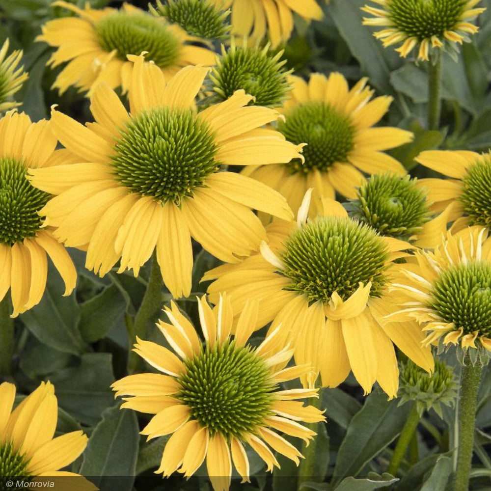 Coneflower, Evolution Embers Sparks #1