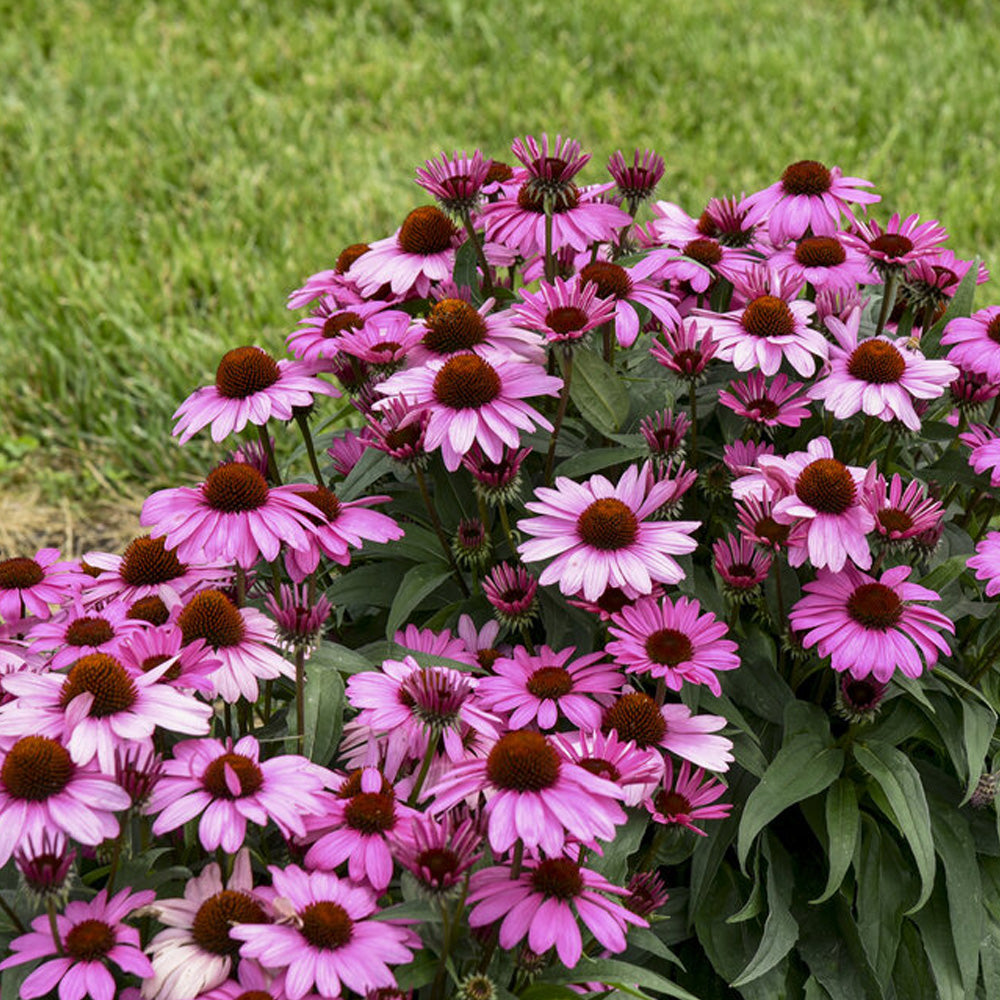 Coneflower, Color Coded The Fuchsia is Bright #1