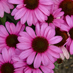 Load image into Gallery viewer, Coneflower, Color Coded The Fuchsia is Bright #1
