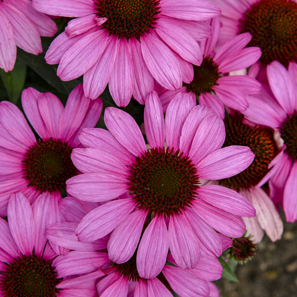 Coneflower, Color Coded The Fuchsia is Bright #1