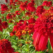 Coneflower, Hot Papaya #1