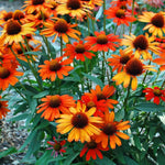 Load image into Gallery viewer, Coneflower, Kismet Intense Orange #1
