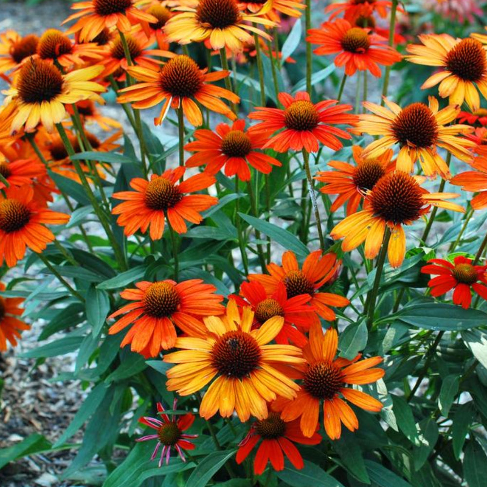 Coneflower, Kismet Intense Orange #1