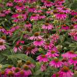 Load image into Gallery viewer, Coneflower, Kim&#39;s Knee High #1